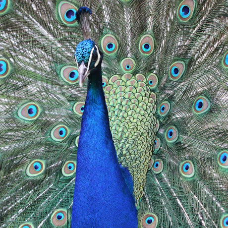 Peacock Decor Jewelry & Gift Collection