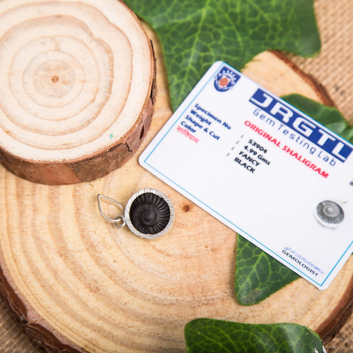 Shaligram Pendant Necklace Natural Sudarshan Silver Plated Pendant Locket from Nepal Gandaki River Chakra Lord Vishnu Energized Certified Saligram Pendant for Blessing & Prosperity (1 Pcs) - LoveNspire