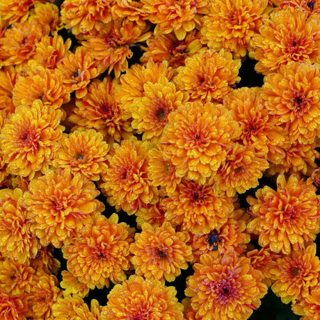Add vibrant charm to your Diwali and Dussehra décor with easy DIY paper marigold flowers that bring festive vibes to life!