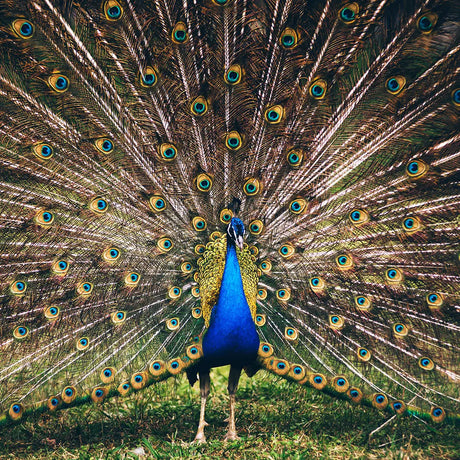 Vibrant peacock displaying fully fanned tail feathers, ideal for peacock decor and global ethnic decor accents