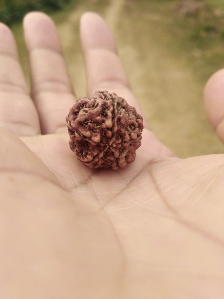 Rudraksha bead that is wore by many people In the form of bracelet, mala, and ring.