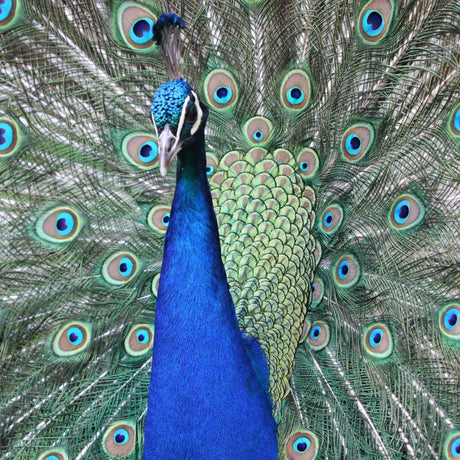 Peacock Decor Jewelry & Gift Collection - LoveNspire