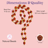 Certified 12.5-inch 5-face Rudraksha mala with reddish-brown beads and gold caps