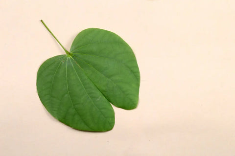 Apta Leaf