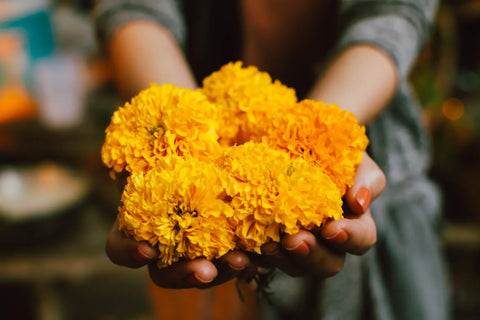 human holding marigold flowers