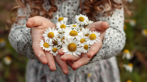 Chrysanthemum Flowers in hands