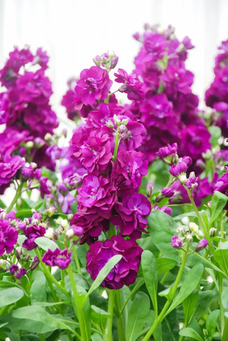 Matthiola incana, hoary stock flower