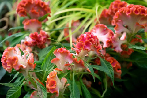 Cockscomb (Cresta de Gallo) flowers